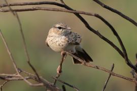 Skowroniec białobrzuchy - Calendulauda africanoides - Fawn-colored Lark