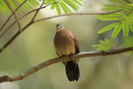 Turkaweczka modroplamkowa - Turtur afer - Blue-spotted Wood Dove