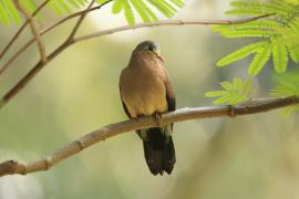 Turkaweczka modroplamkowa - Turtur afer - Blue-spotted Wood Dove