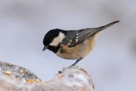 Sosnówka - Periparus ater - Coal Tit