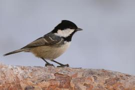 Sosnówka - Periparus ater - Coal Tit