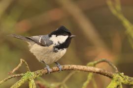 Sosnówka - Periparus ater - Coal Tit