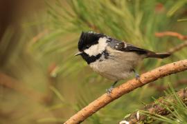 Sosnówka - Periparus ater - Coal Tit