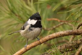 Sosnówka - Periparus ater - Coal Tit