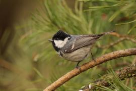 Sosnówka - Periparus ater - Coal Tit
