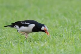 Szpak srokaty - Indian Pied Starling - Gracupica contra