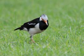 Szpak srokaty - Indian Pied Starling - Gracupica contra