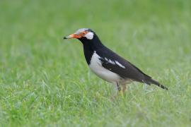 Szpak srokaty - Indian Pied Starling - Gracupica contra