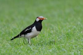 Szpak srokaty - Indian Pied Starling - Gracupica contra
