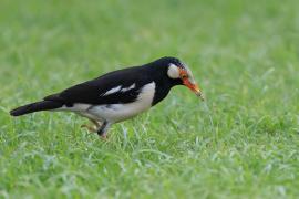 Szpak srokaty - Indian Pied Starling - Gracupica contra