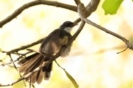 Wachlarzówka srokata - Malaysian Pied Fantail - Rhipidura javanica