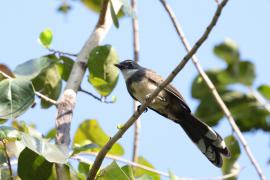 Wachlarzówka srokata - Malaysian Pied Fantail - Rhipidura javanica