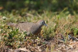 Gołąbek zebrowany - Zebra dove - Geopelia striata