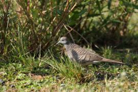 Gołąbek zebrowany - Zebra dove - Geopelia striata