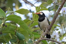 Szpak srokaty - Indian Pied Starling - Gracupica contra