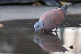 Synogarlica mała - Red Collared-Dove - Streptopelia tranquebarica