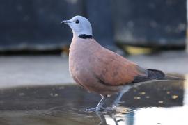 Synogarlica mała - Streptopelia tranquebarica - Red Collared-Dove