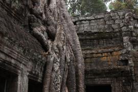 Świątynia Ta Prohm