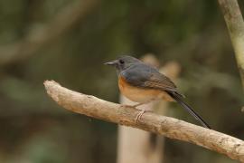 Sroczek białorzytny - White-rumped Shama - Copsychus malabaricus
