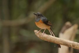 Sroczek białorzytny - White-rumped Shama - Copsychus malabaricus