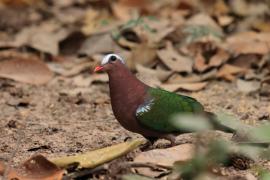 Miedzianka szmaragdowa - Chalcophaps indica - Common Emerald Dove