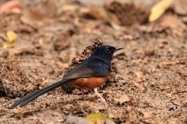 Sroczek białorzytny - White-rumped Shama - Copsychus malabaricus