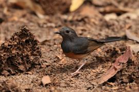 Sroczek białorzytny - White-rumped Shama - Copsychus malabaricus
