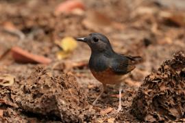 Sroczek białorzytny - White-rumped Shama - Copsychus malabaricus