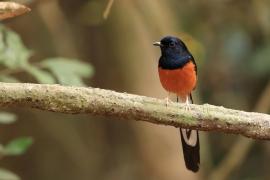 Sroczek białorzytny - White-rumped Shama - Copsychus malabaricus