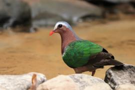 Miedzianka szmaragdowa - Chalcophaps indica - Emerald Dove