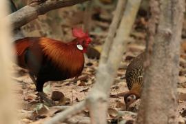 Kur bankiwa - Red Junglefowl - Gallus gallus