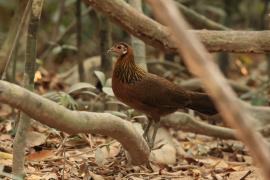 Kur bankiwa - Red Junglefowl - Gallus gallus