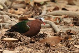 Miedzianka szmaragdowa - Chalcophaps indica - Common Emerald Dove