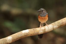 Sroczek białorzytny - White-rumped Shama - Copsychus malabaricus