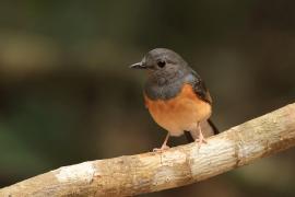 Sroczek białorzytny - White-rumped Shama - Copsychus malabaricus