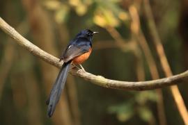 Sroczek białorzytny - White-rumped Shama - Copsychus malabaricus