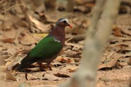 Miedzianka szmaragdowa - Chalcophaps indica - Common Emerald Dove