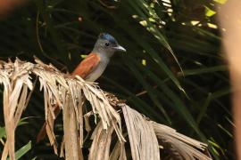 Muchodławka indochinska - Blyth's Paradise-flycatcher - Terpsiphone affinis