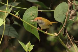 Krawczyk ciemnoszyi - Orthotomus atrogularis - Dark-necked Tailorbird