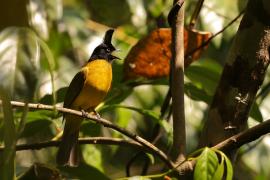 Bilbil żółtobrzuchy - Rubigula flaviventris - Black-crested Bulbul