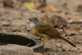 Szczeciak płowy - Puff-throated Bulbul - Alophoixus pallidus