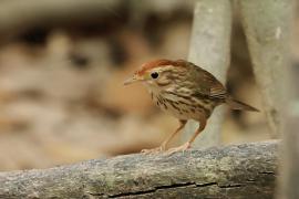 Dżunglak rudogłowy - Puff-throated Babbler - Pellorneum ruficeps