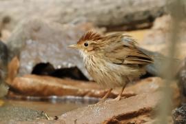 Dżunglak rudogłowy - Puff-throated Babbler - Pellorneum ruficeps