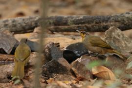 Bilbil złotolicy - Stripe-throated Bulbul - Pycnonotus finlaysoni