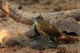 Szczeciak płowy - Puff-throated Bulbul - Alophoixus pallidus