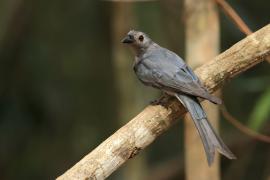 Dziwogon popielaty - Ashy Drongo - Dicrurus leucophaeus