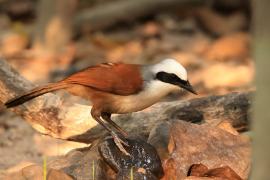 Sójkowiec białoczuby - White-crested Laughingthrush - Garrulax leucolophus