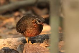 Kuropatwokur zielononogi - Scaly-breasted Partridge - Tropicoperdix chloropus 