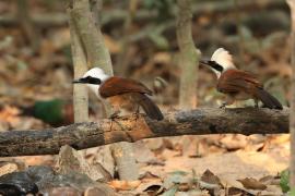 Sójkowiec białoczuby - White-crested Laughingthrush - Garrulax leucolophus