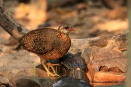 Kuropatwokur zielononogi - Tropicoperdix chloropus - Scaly-breasted Partridge